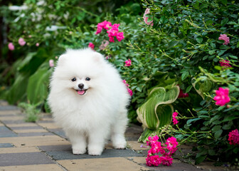 A white fluffy dog stands near a beautiful flower bed. The breed of the dog is the Pomeranian