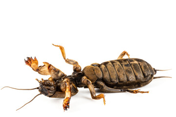 Mole cricket insect, lat. Gryllotalpidae, isolated on white background