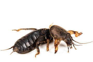 Mole cricket insect, lat. Gryllotalpidae, isolated on white background