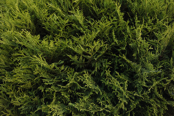 Lush foliage of vibrant evergreen thuja close up. Decorative shrub. Cypress shrub growing in the garden. Natural coniferous background for postcard or cover