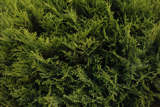 Lush foliage of vibrant evergreen thuja close up. Decorative shrub. Cypress shrub growing in the garden. Natural coniferous background for postcard or cover © Andriy Medvediuk