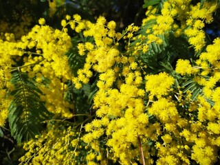 Mimosa du Cap Ferret , Bassin d'Arcachon