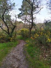 Obraz premium Sentier sur le Bassin d'arcachon , Andernos les Bains