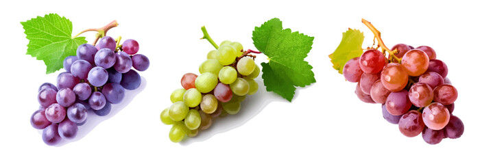 Appetizing sprig of grapes on a white background. Colorful collection of grapes of different varieties. The concept of food, gardening. Vector illustration