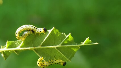 Many fat caterpillars devour one hazel leaf. Caterpillars are yellow with a black head and black spots. Macro shot of apple moth caterpillars, apple ermine. Shallow depth of field