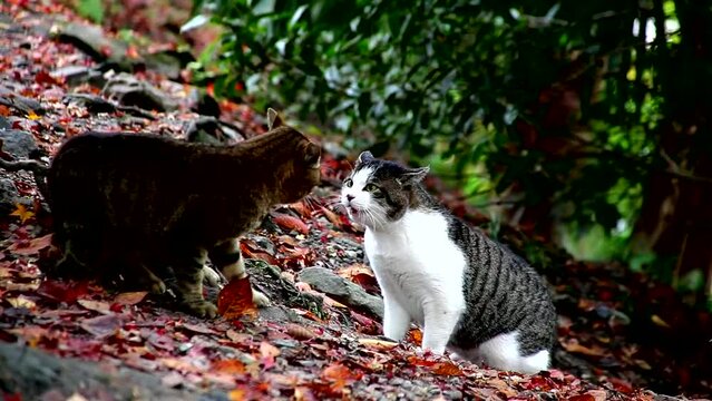 Cate Fighting