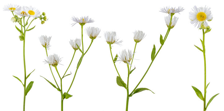 Macro photography with Aster white flowers isolated on transparent background.