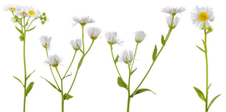 Macro photography with Aster white flowers isolated on transparent background.