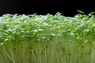 Growing watercress sprouts. Sprouting microgreens. Micro greens, organic food. The concept of...