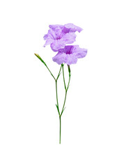 Fototapeta na wymiar Ruellia tuberosa flower isolated on white background
