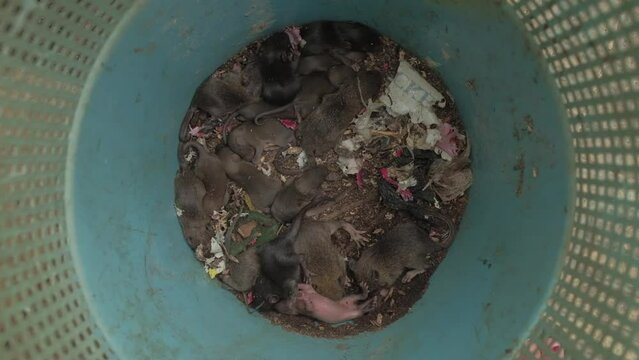 Top view of dirty rat nest. Litter of baby rats inside a filthy garbage can. Domestic rodent infestation. Pest control background. Common household problem. Breeding ground for disease carriers.
