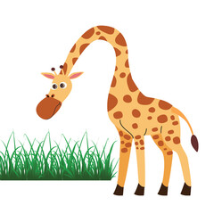 giraffe in the grass
