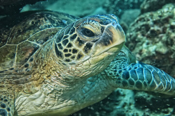 Naklejka na ściany i meble sea turtle underwater portrait tropical reef wildlife