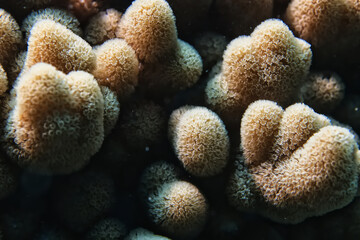 soft coral underwater background reef ocean