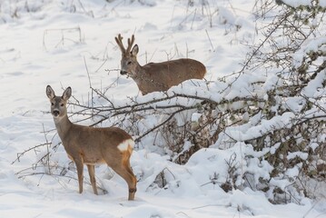 Roe deer in winter © stefanov764