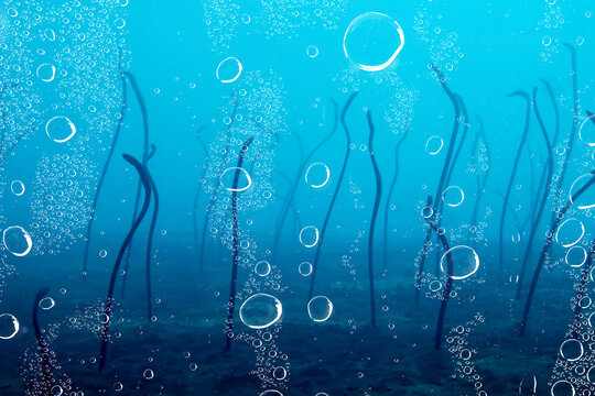 garden of eels underwater, eel sand snake ocean