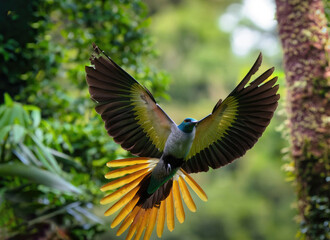 Fototapeta premium Tropical bird in flight against a backdrop of lush rainforest