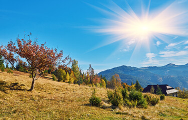Obraz premium Forest on a sunny day in autumn season.