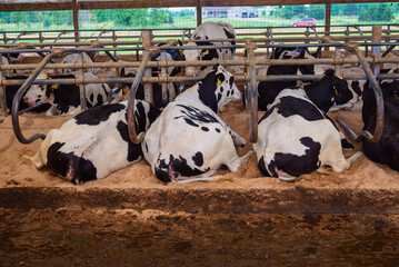 cows at a midwest farm in Pulaski, , wisconsin, usa © Ilia