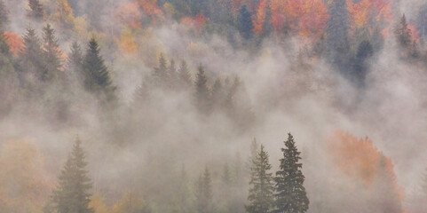 fog landscape forest mountains, trees view mist