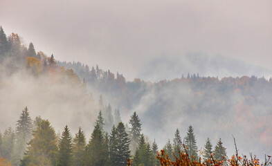 fog landscape forest mountains, trees view mist