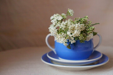 Medicinal plants - milfoil, yarrow flower; Achillea millefolium	