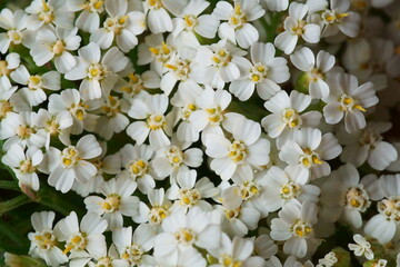 Medicinal plants - milfoil, yarrow flower; Achillea millefolium	