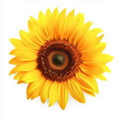 Bright yellow sunflower with a brown center on a white background created with generative ai technology
