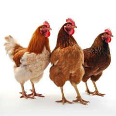 Fototapeta premium Flock of domestic chickens gathered together created with generative ai technology