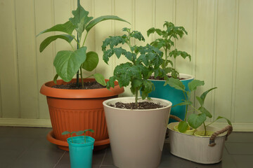 Plants and garden tools against a rustic wooden surface on a summer day, vegetable garden in a city apartment, vegetable garden on the balcony, vegetable crops to grow in a container, work in garden