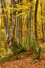 Beech forest with orange leaves. Autumn landscape on a sunny day in the mountains. Carpathians, Ukraine