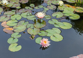 Beautiful waterlily flowers in a pond at a botanical garden in Southern California