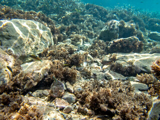 Fototapeta na wymiar Vista subacquea della vita marina nel mare dell'Isola delle Sirene a Taormina