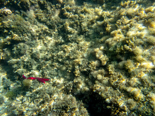 Vista subacquea del fondale marino dell'Isola delle Sirene con coralli e pesci
