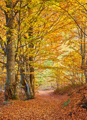autumn landscape panorama of a scenic forest with lots of warm sunshine