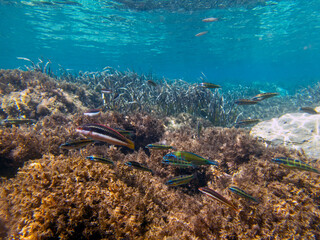 Vista subacquea del mare dell'isola della sirena con coralli e pesci © bellux