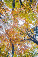 Autumn sun warmly shining through the canopy of beech trees with gold foliage