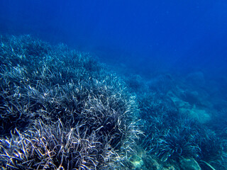 Fototapeta na wymiar Vista subbacquea dell'Isola delle Sirene