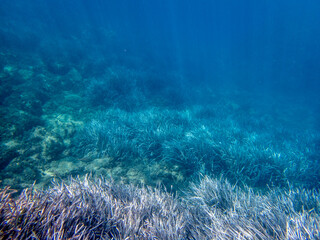Fototapeta na wymiar Vista subacquea dell'Isola delle Sirene con pesci e alghe