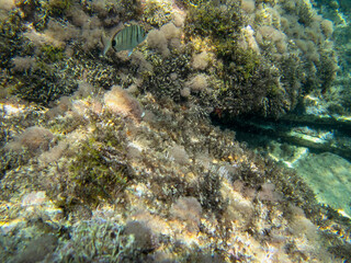 Naklejka na ściany i meble Vista subacquea della barriera corallina con pesci e coralli, Sfondo naturale