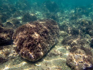 Vista subacquea del fondale marino con rocce e alghe