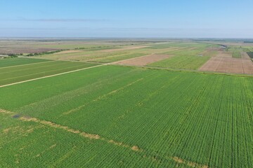 Aerial image of planted fields in Homestead, Florida agricultural area near Everglades National...