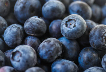 Blue blueberries in the daytime