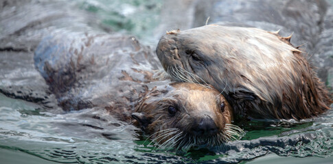 Young sea otter simming with mother on Homer spit Alaska United States