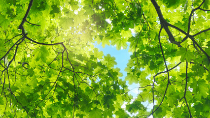 The canopy of tall trees framing a clear blue sky, with the sun shining through