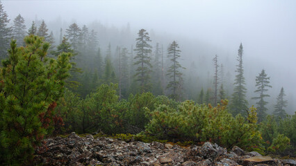 Mountain range. Misty mountains hills after the rain. Fog in the mountains. The summer downpour...