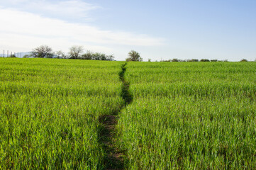 Narrow footpath through green meadow