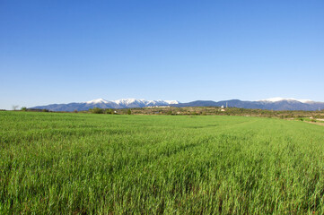 Green field in Southern Bulgaria, springtime