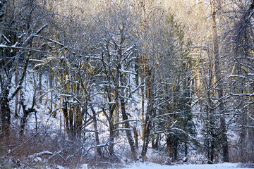 Sunlight and Winter Forest Trees