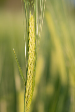 Close-up of a young, tender ear of barley. The spike is light green. The background is blurred and out of focus. There is space for text. The image is in portrait format
